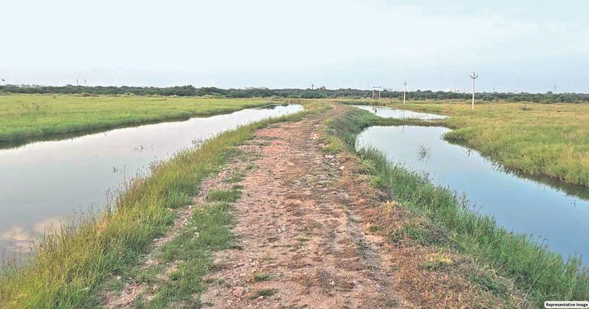 Muhana wetland set to get a boost